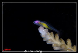 Subsee +10 by Ken Keong 